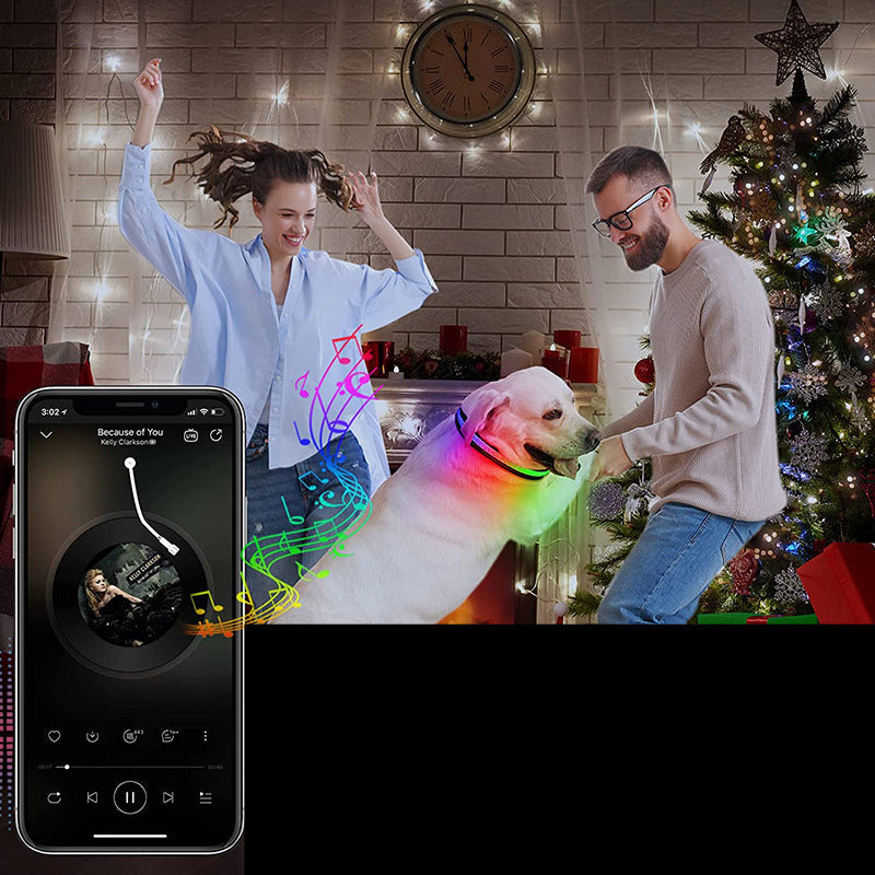 Nouveau collier lumineux pour chat et chien rechargeable par USB Application pour téléphone portable